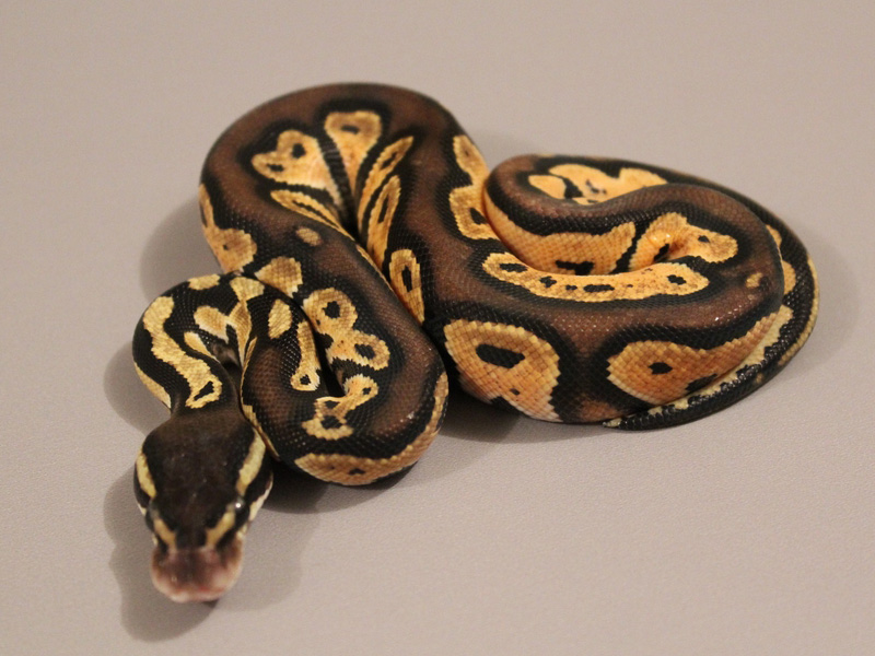 Pastel Black Head