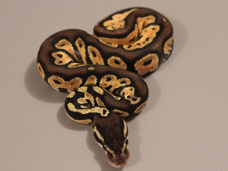 Pastel Black Head