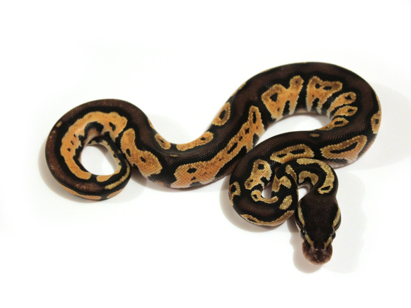 Pastel Black Head