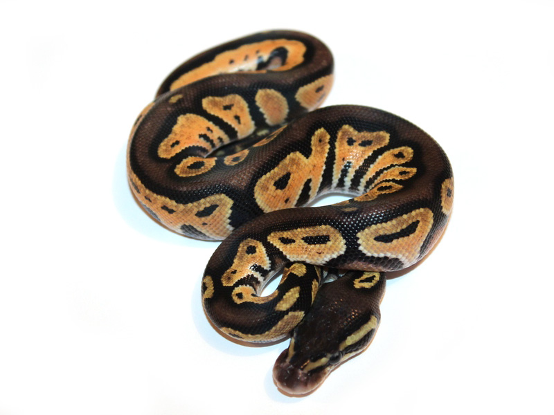 Pastel Black Head