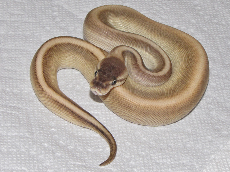 Pastel Butter Cinnamon Genetic Stripe