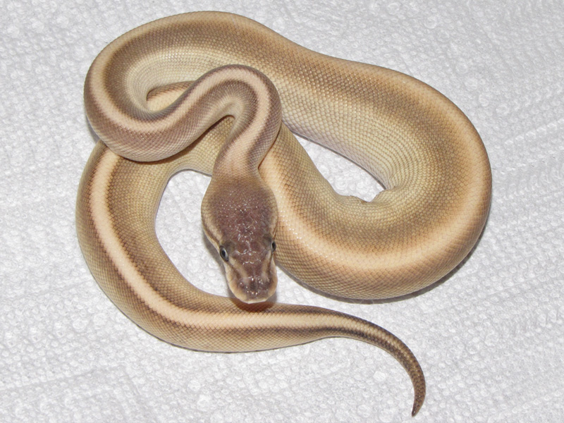 Pastel Butter Cinnamon Genetic Stripe