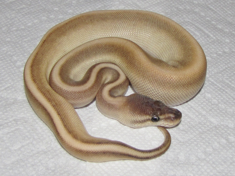 Pastel Butter Cinnamon Genetic Stripe