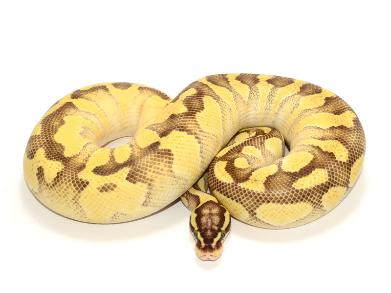 Pastel Butter Enchi Yellow Belly