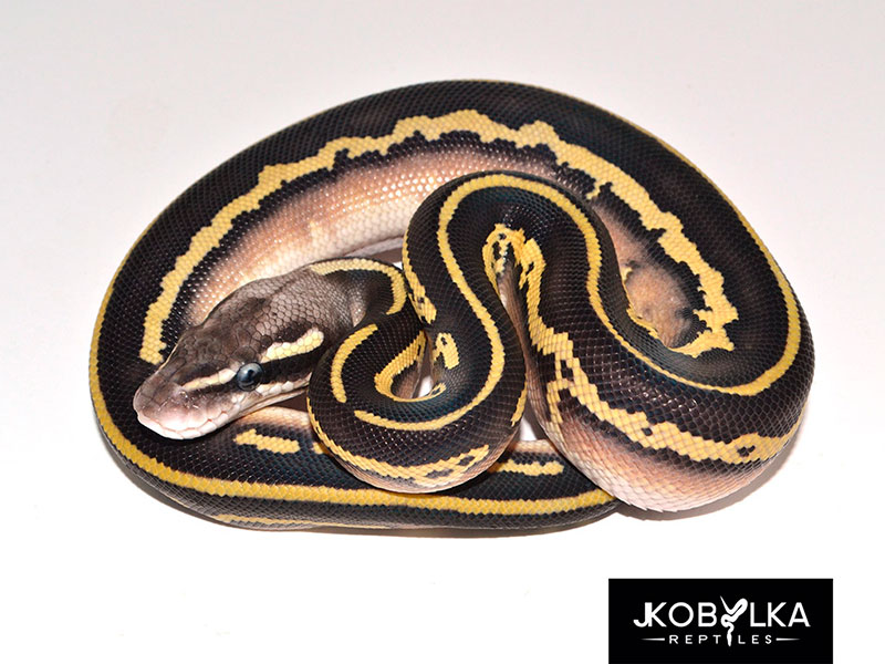 Pastel Butter Leopard Black Head