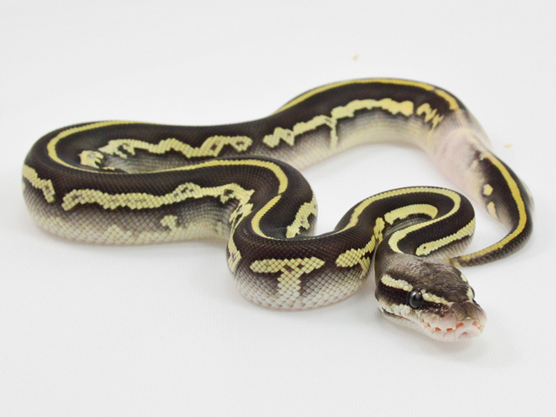 Pastel Butter Leopard Black Head