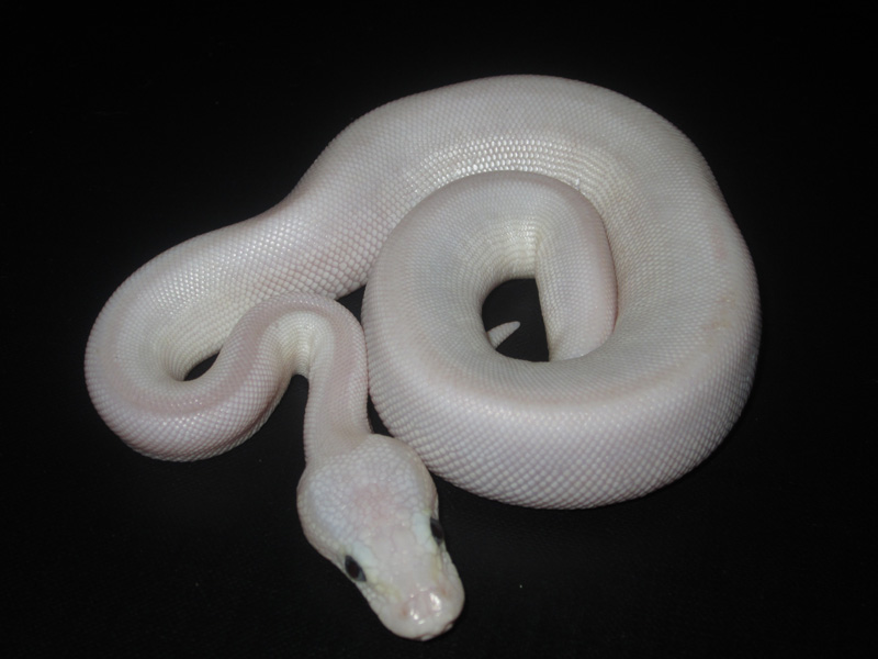 Pastel Butter Mojave Spider