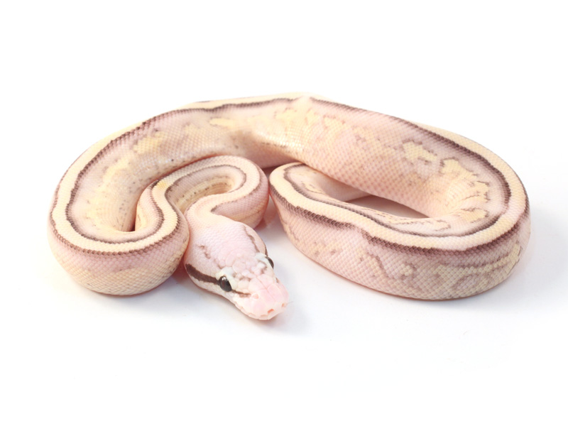 Pastel Butter Super Stripe