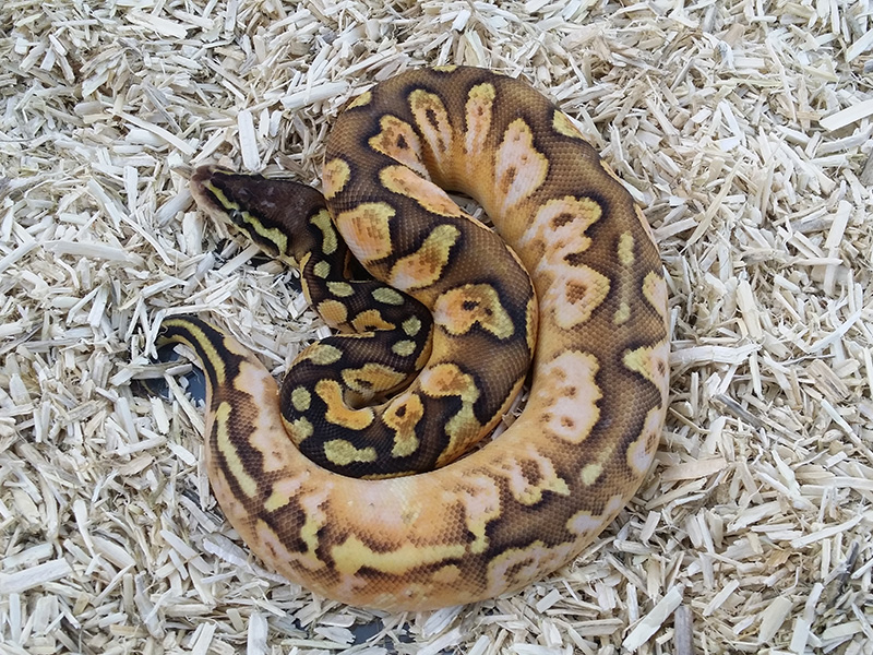 Pastel Calico Special