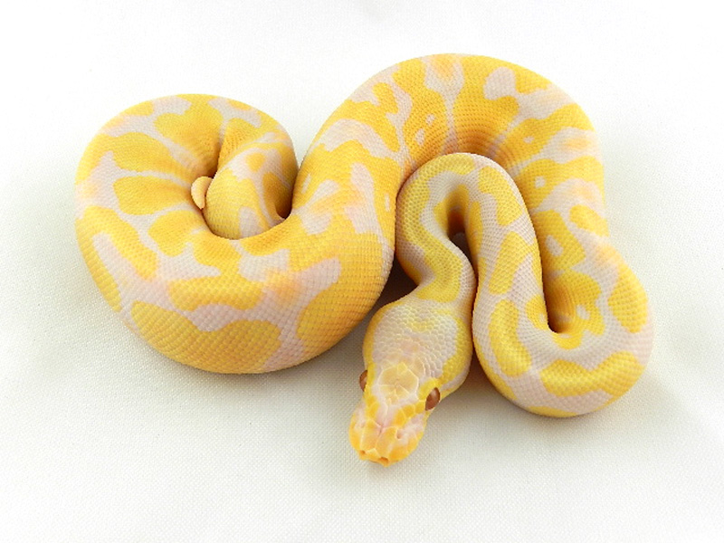 Albino Pied Ball Python. 