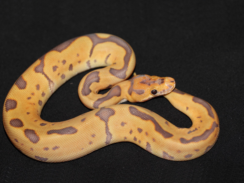 Pastel Caramel Clown.