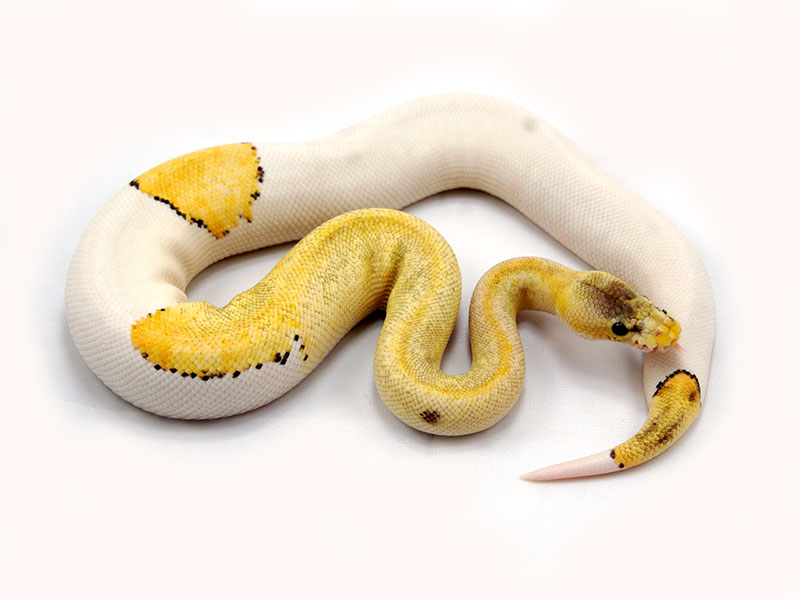 Pastel Champagne Pied