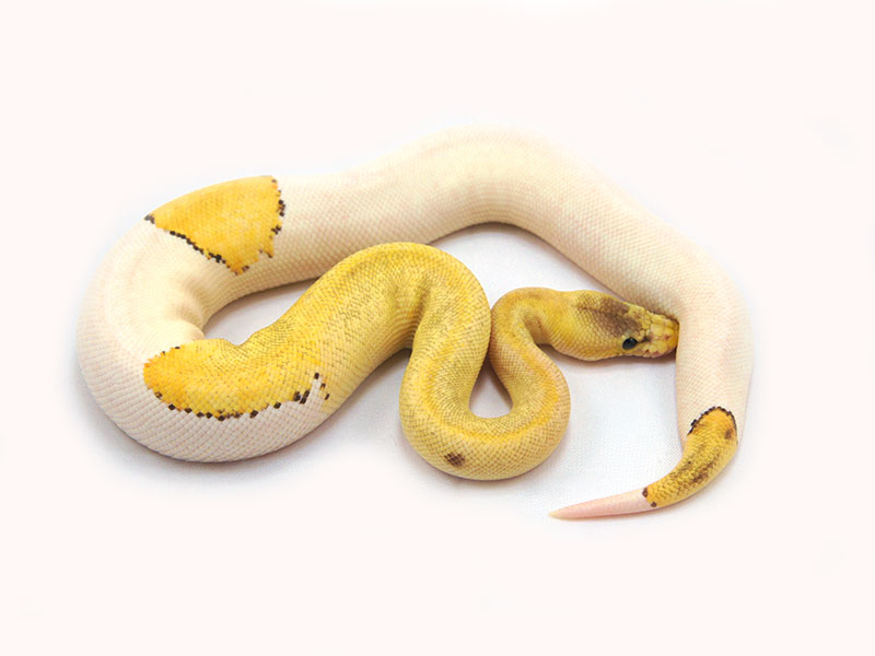 Pastel Champagne Pied