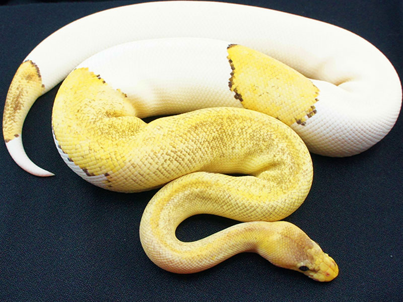 Pastel Champagne Pied