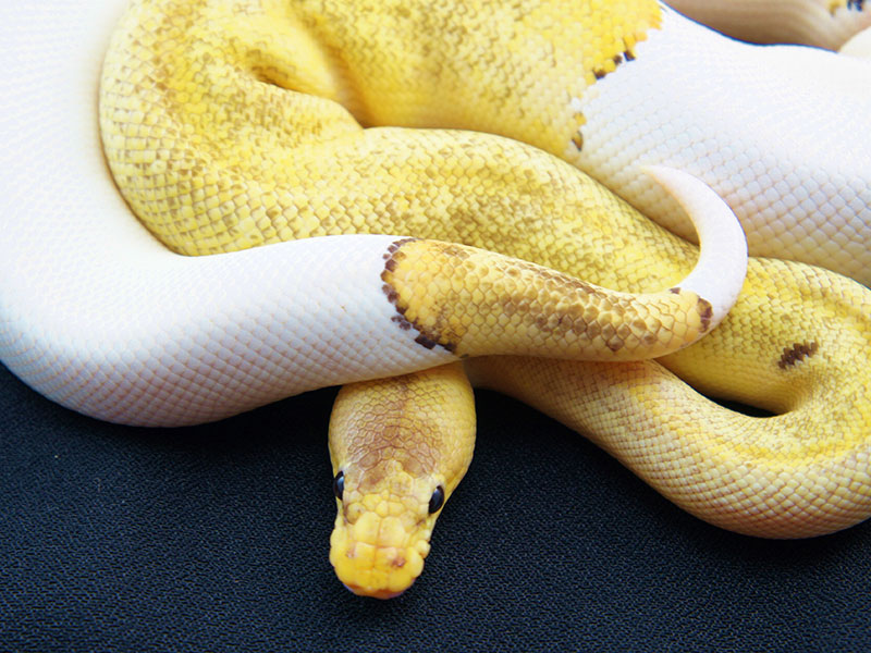 Pastel Champagne Pied