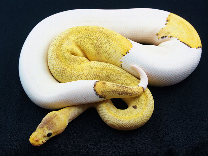 Pastel Champagne Pied