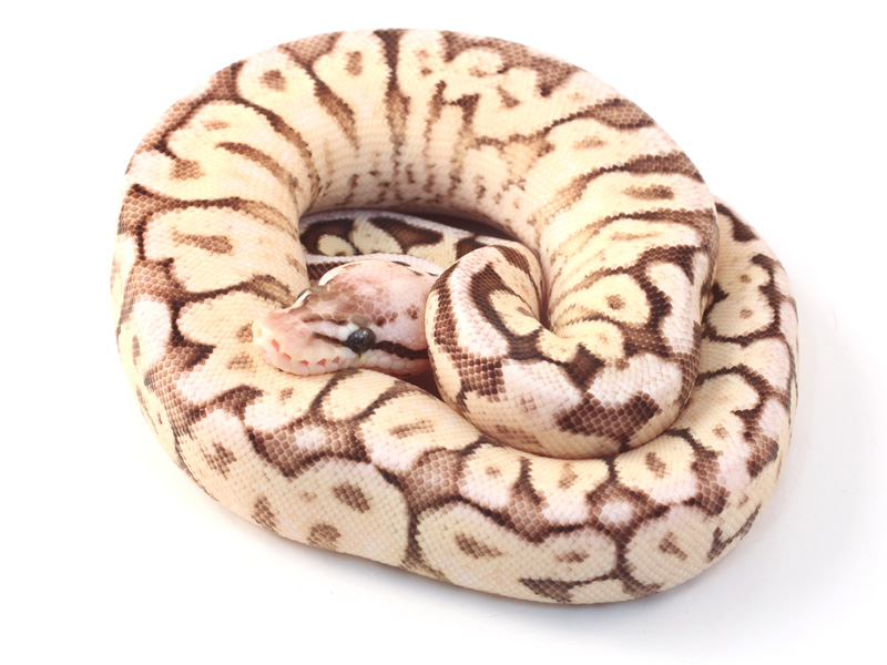 Pastel Cinnamon Spider Yellow Belly