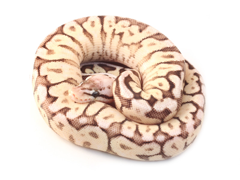 Pastel Cinnamon Spider Yellow Belly