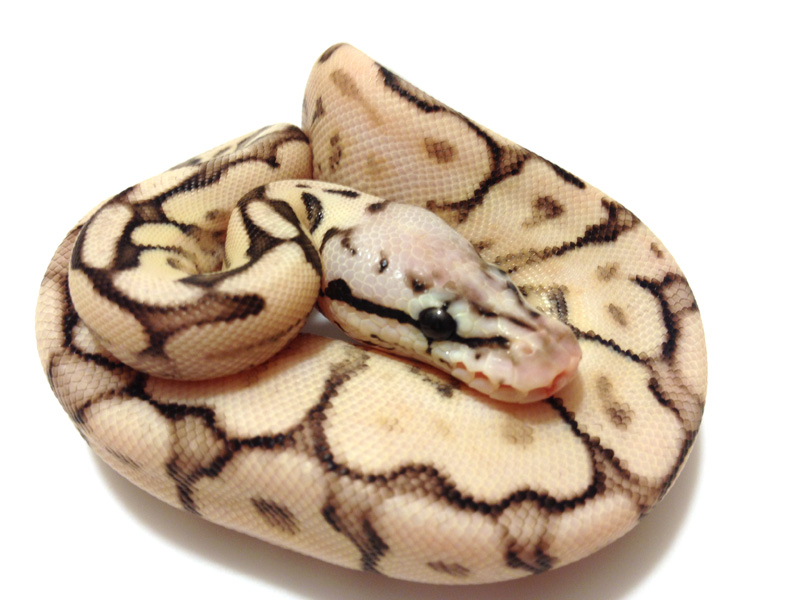 Pastel Cinnamon Spider Yellow Belly