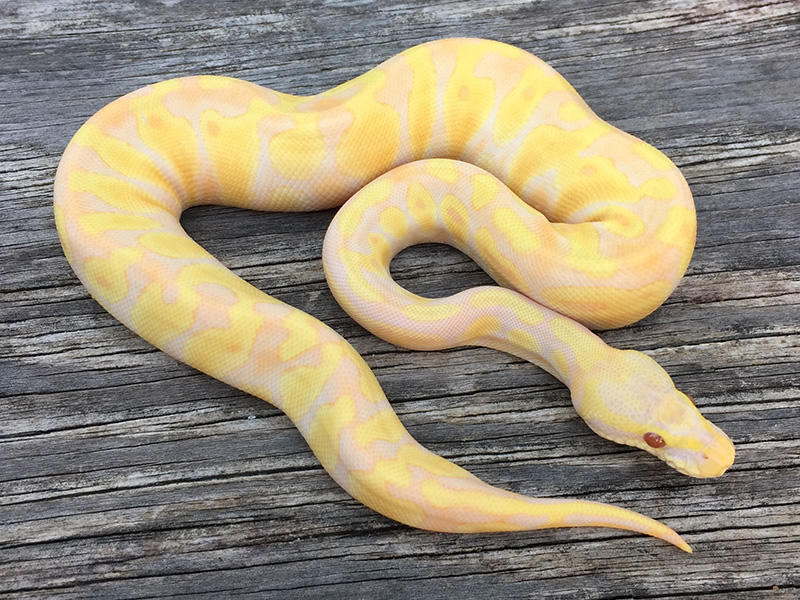 Pastel Enchi Candino