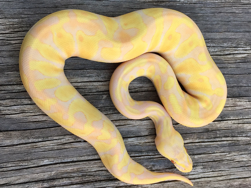 Pastel Enchi Candino