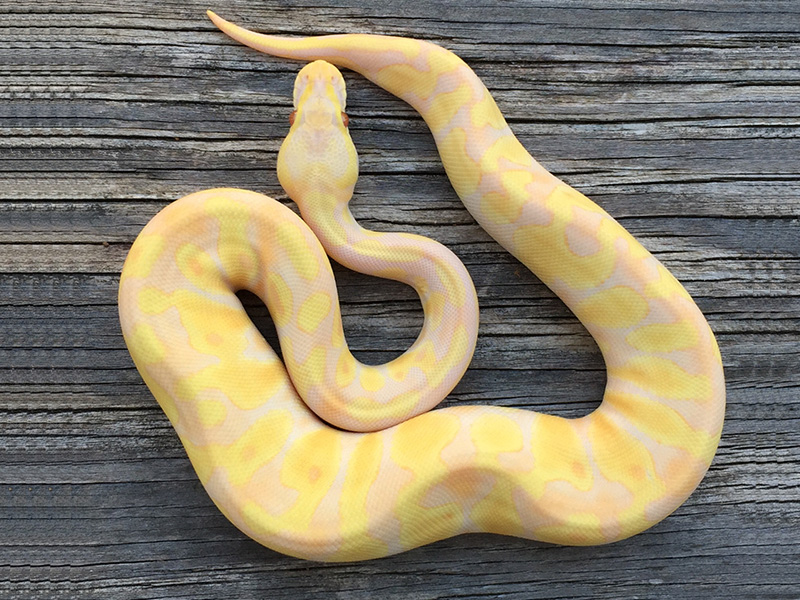 Pastel Enchi Candino