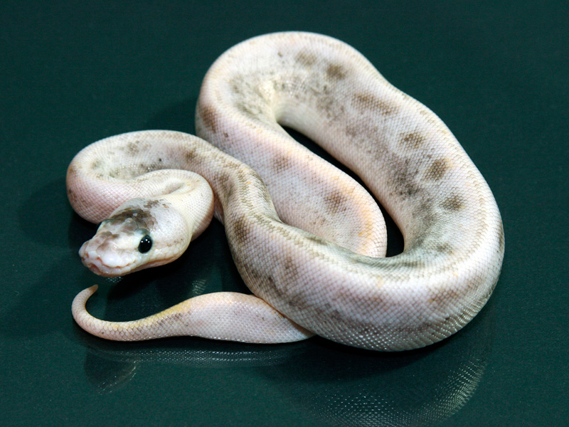 Pastel Enchi Champagne