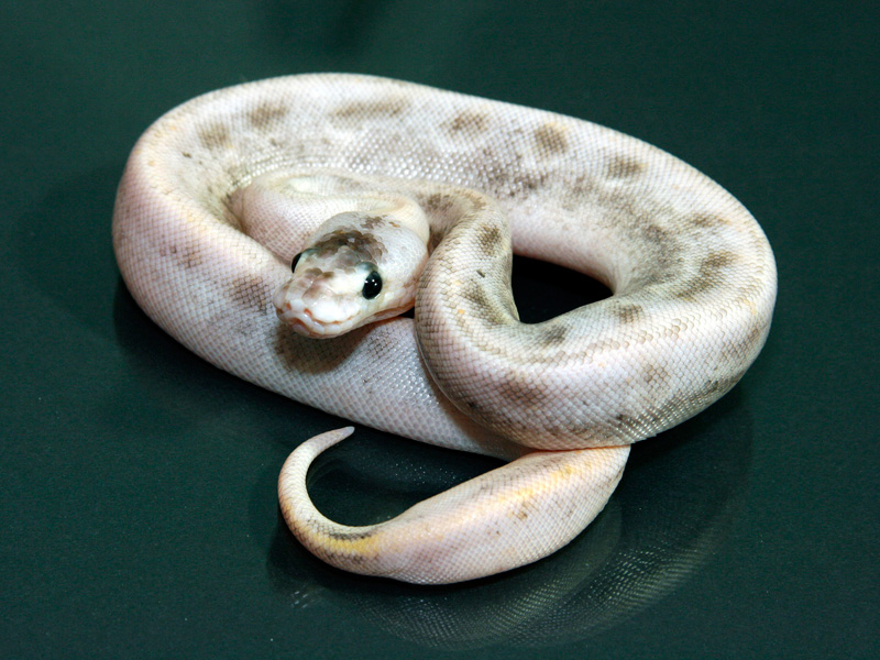 Pastel Enchi Champagne