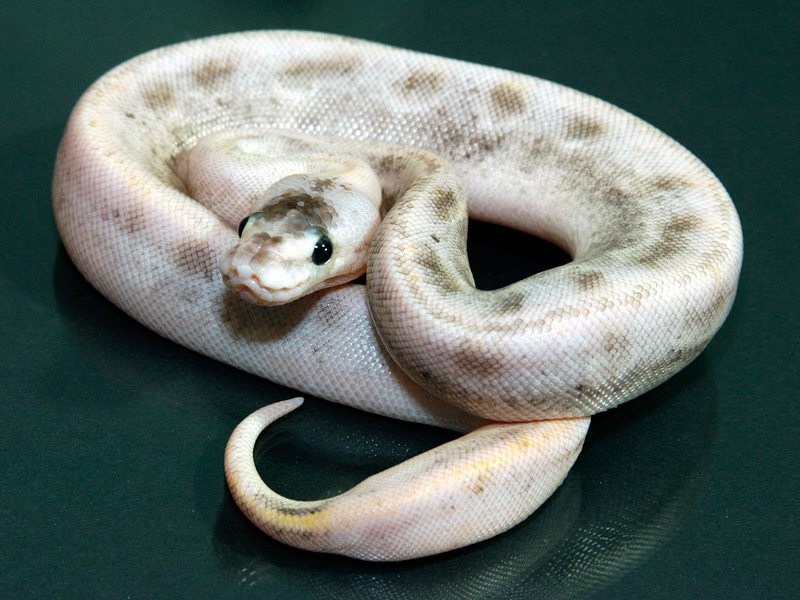 Pastel Enchi Champagne