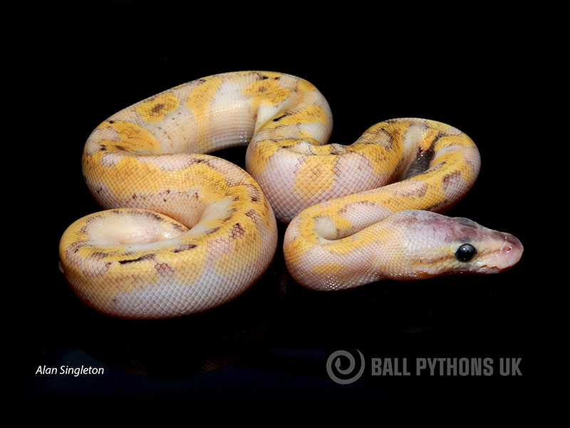 Pastel Enchi Champagne