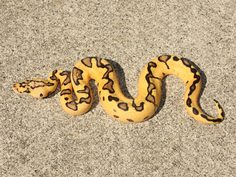 Pastel Enchi Clown