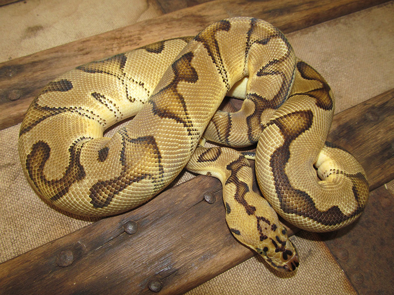 Pastel Enchi Clown