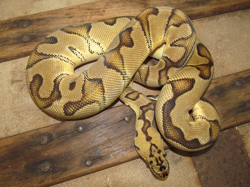 Pastel Enchi Clown