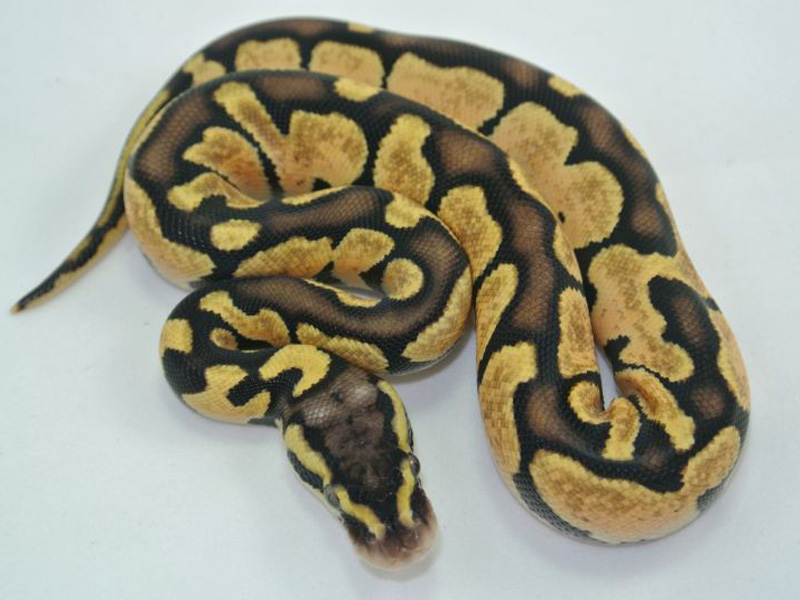 Pastel Enchi Genetic Black Back