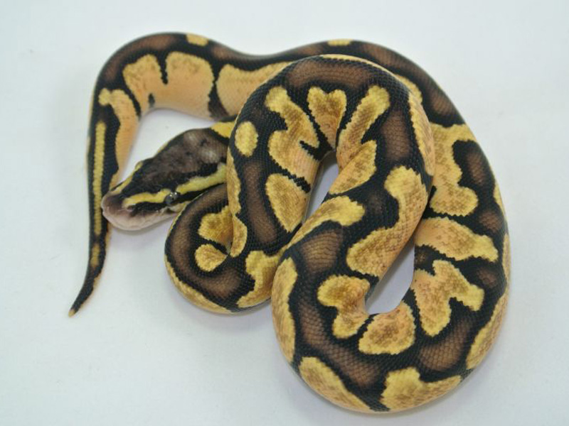 Pastel Enchi Genetic Black Back