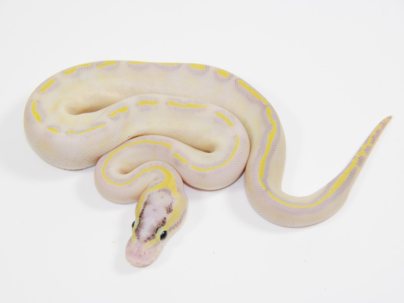 Pastel Enchi Ivory