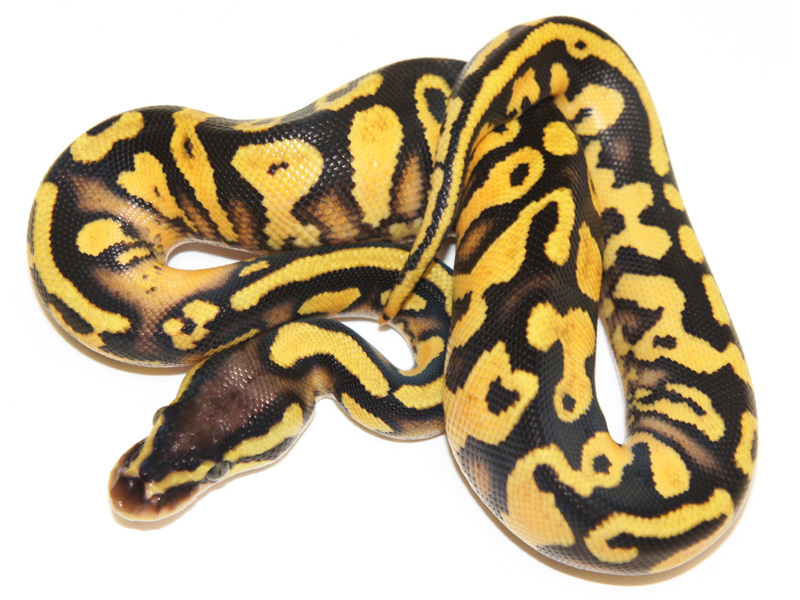 Pastel Fader Yellow Belly