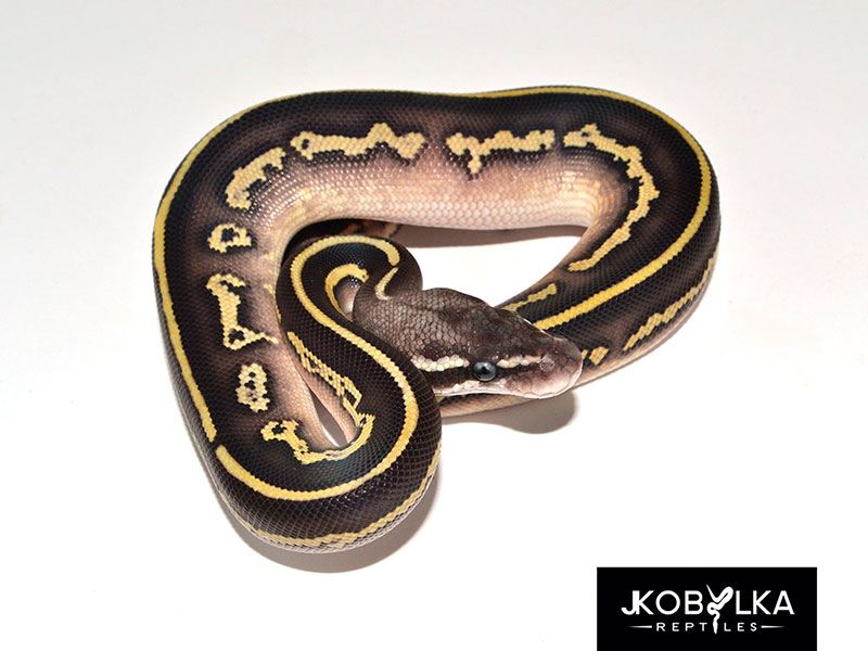 Pastel Fire Butter Leopard Black Head