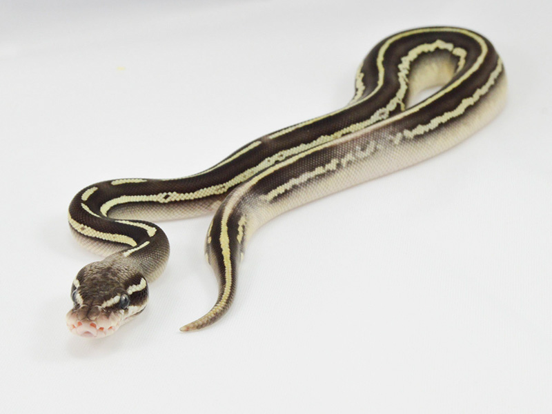 Pastel Fire Butter Leopard Black Head