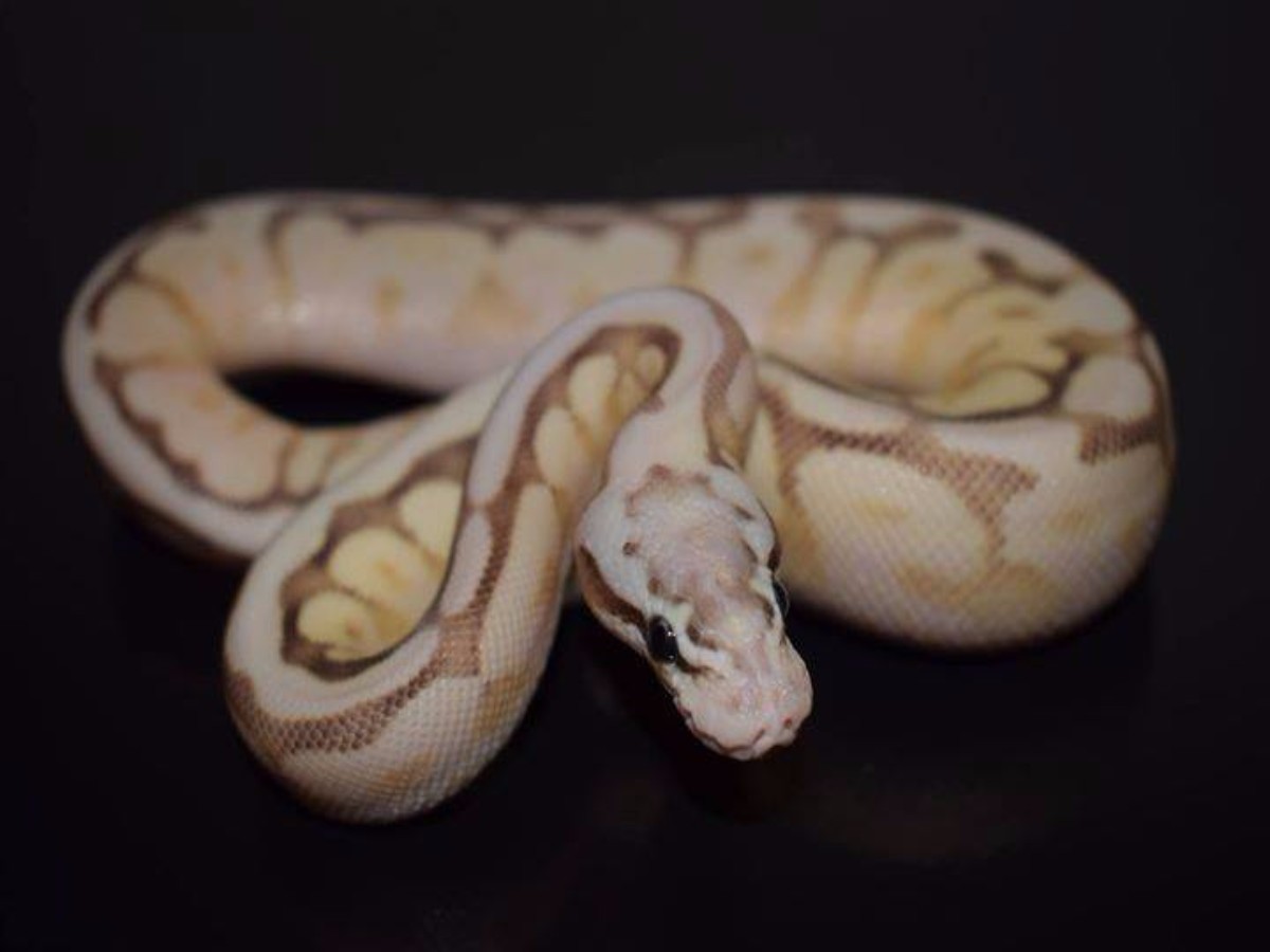 Pastel Fire Lesser Spider