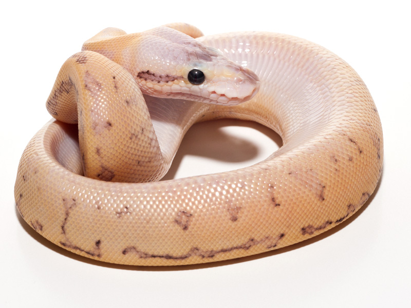 Pastel Fire Pinstripe Specter