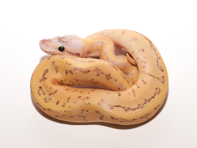 Pastel Fire Pinstripe Specter