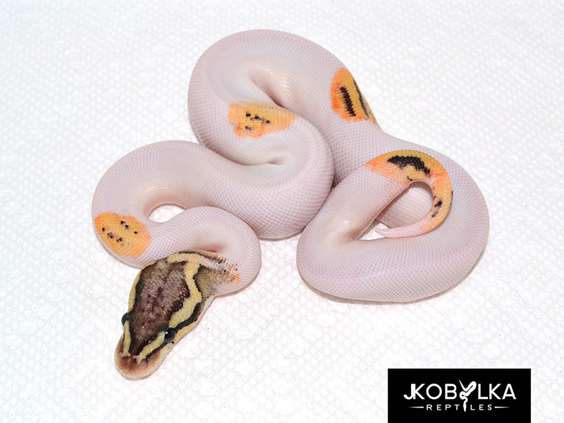 Pastel Fire Yellow Belly Pied