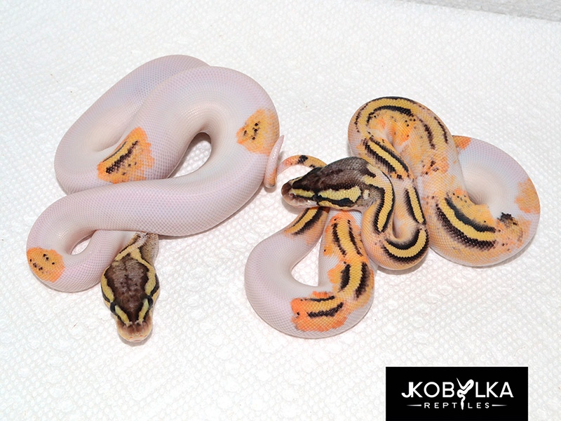 Pastel Fire Yellow Belly Pied