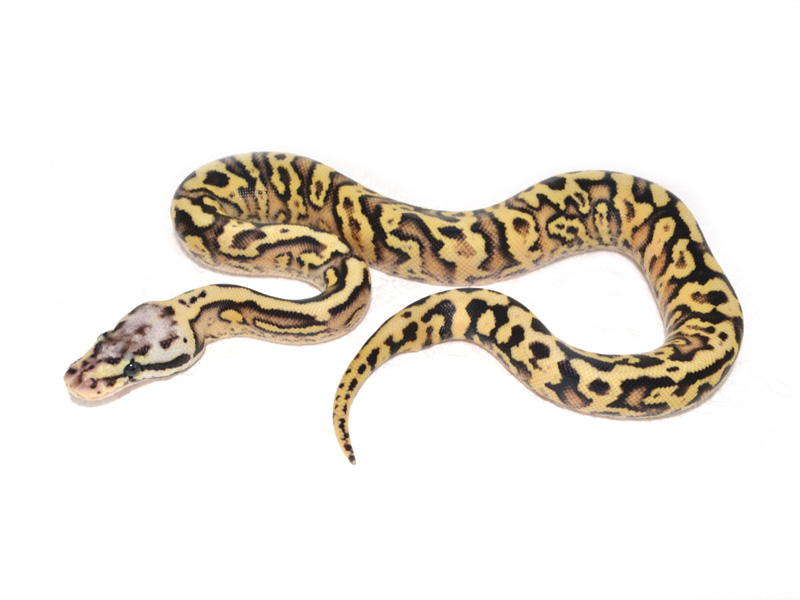 Pastel Fire Yellow Belly Spotnose