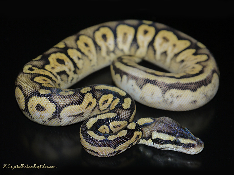 Pastel Flame - Noah Line Calico