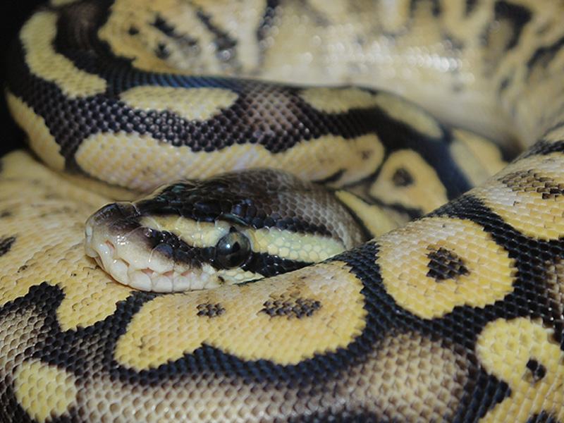 Pastel Flame - Noah Line Calico