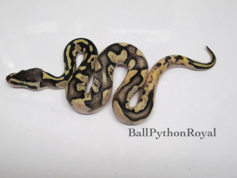 Pastel Flame - Noah Line Calico