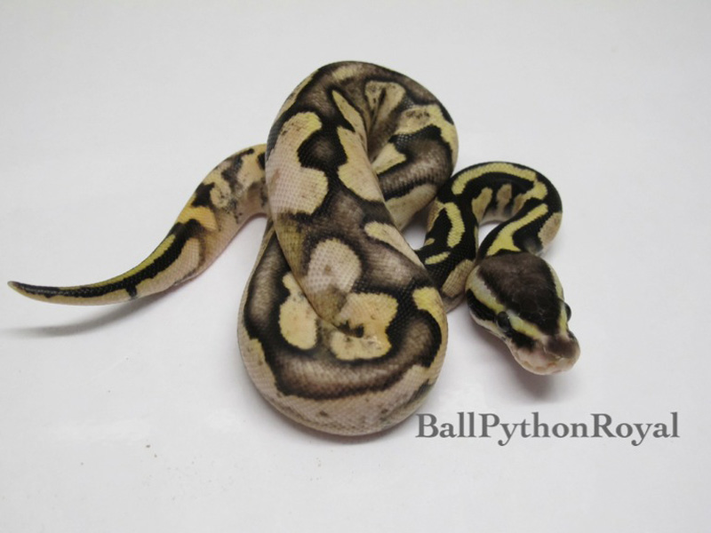 Pastel Flame - Noah Line Calico