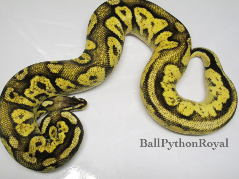 Pastel Flame - Noah Line Calico